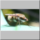 Bombylius major - Wollschweber m08.jpg